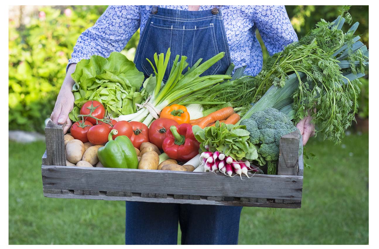 Le Potager Jardinerie De L Ill