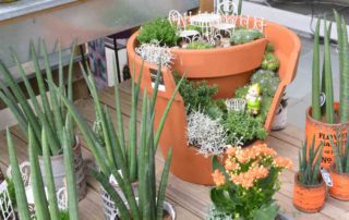 Aménagez votre intérieur avec les plante verte de la jardinerie de l'ill à Altkirch