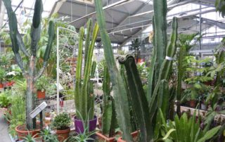 Aménagez votre intérieur avec les plante verte de la jardinerie de l'ill à Altkirch